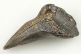 Rooted Ceratopsian Dinosaur Tooth - Judith River Formation #198673-2